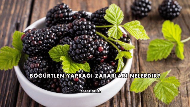 Böğürtlen Yaprağı Zararları Nelerdir?