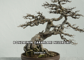 Bonzainin Zararları Nelerdir?