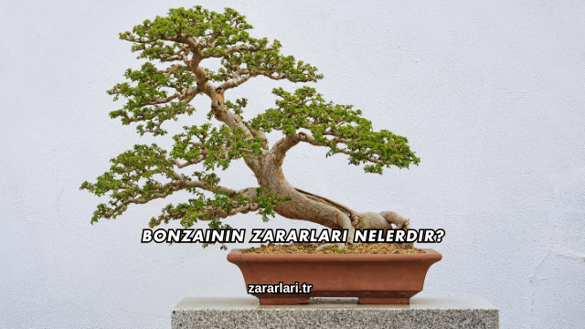 Bonzainin Zararları Nelerdir?