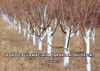 Bordo Bulamacının Zararları Nelerdir?