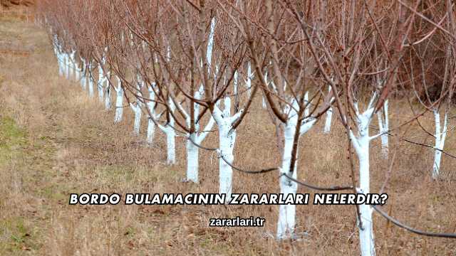 Bordo Bulamacının Zararları Nelerdir?
