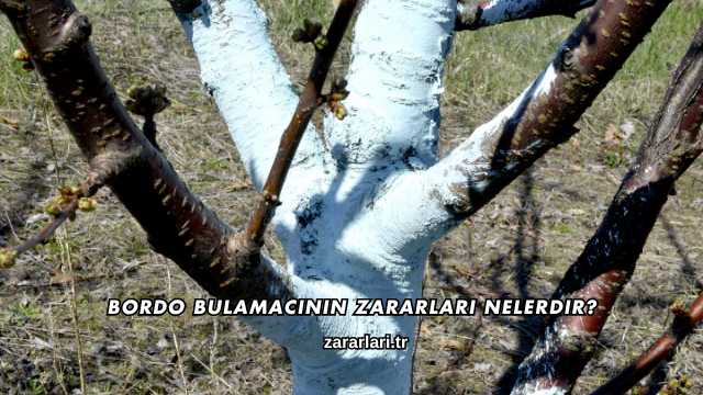 Bordo Bulamacının Zararları Nelerdir?
