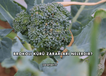 Brokoli Kürü Zararları Nelerdir?