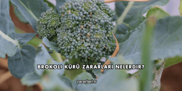 Brokoli Kürü Zararları Nelerdir?