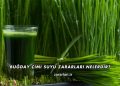 Buğday Çimi Suyu Zararları Nelerdir?