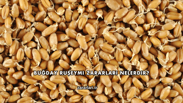 Buğday Ruşeymi Zararları Nelerdir?