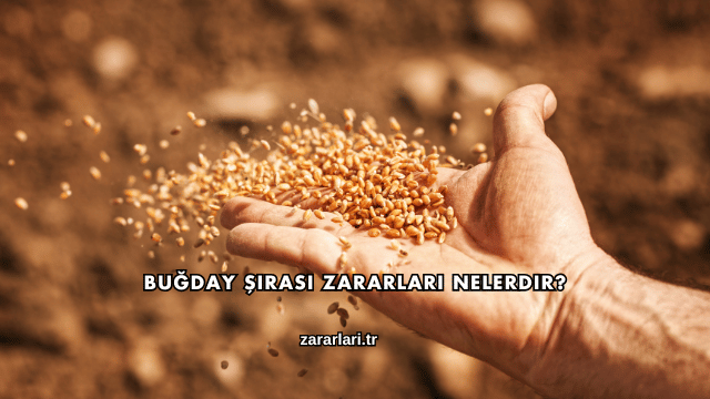 Buğday Şırası Zararları Nelerdir?
