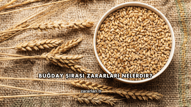 Buğday Şırası Zararları Nelerdir?