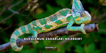 Bukalemun Zararları Nelerdir?