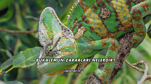 Bukalemun Zararları Nelerdir?