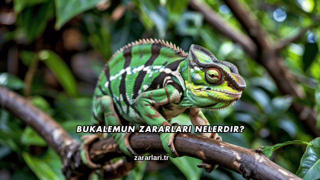 Bukalemun Zararları Nelerdir?