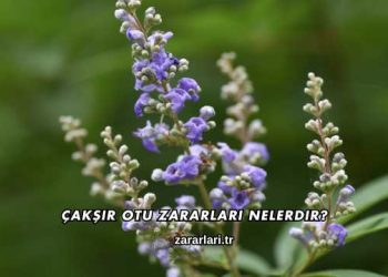 Çakşır Otu Zararları Nelerdir?