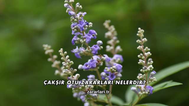 Çakşır Otu Zararları Nelerdir?