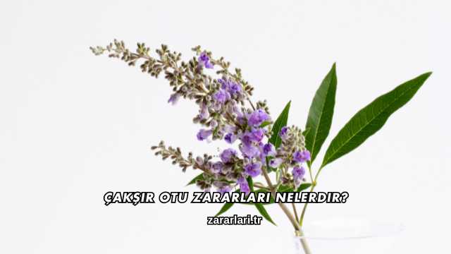 Çakşır Otu Zararları Nelerdir?