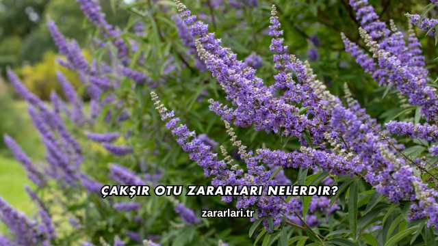 Çakşır Otu Zararları Nelerdir?