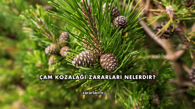 Çam Kozalağı Zararları Nelerdir?