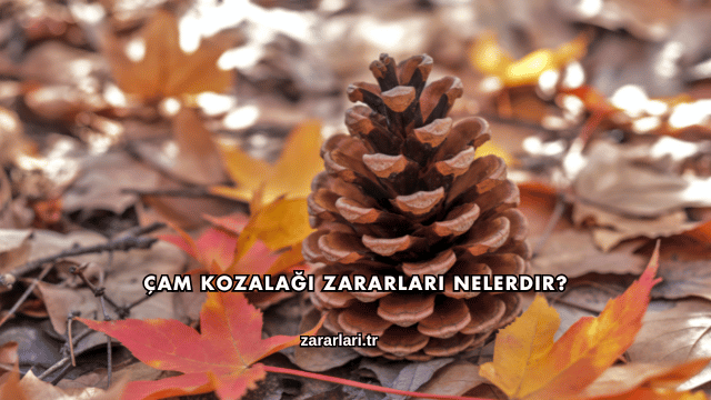 Çam Kozalağı Zararları Nelerdir?