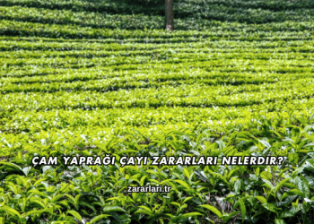 Çam Yaprağı Çayı Zararları Nelerdir?