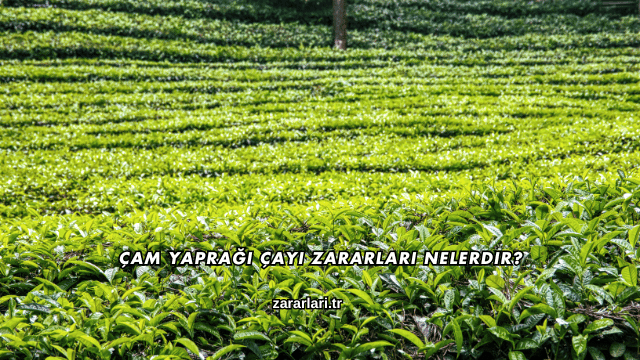 Çam Yaprağı Çayı Zararları Nelerdir?