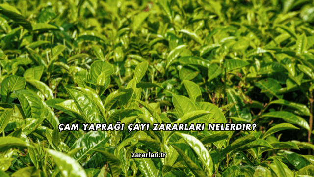 Çam Yaprağı Çayı Zararları Nelerdir?