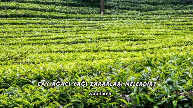 Çay Ağacı Yağı Zararları Nelerdir?