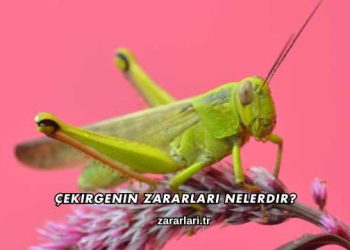 Çekirgenin Zararları Nelerdir?