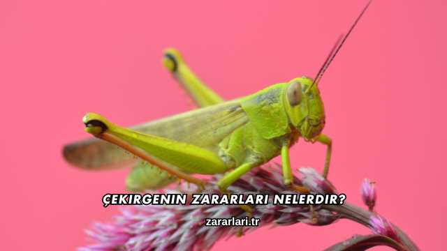 Çekirgenin Zararları Nelerdir?