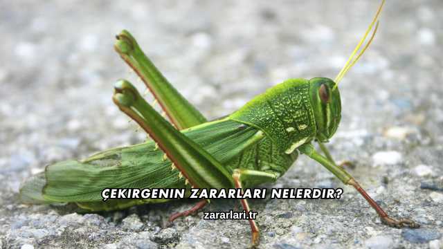 Çekirgenin Zararları Nelerdir?