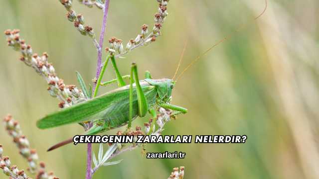 Çekirgenin Zararları Nelerdir?