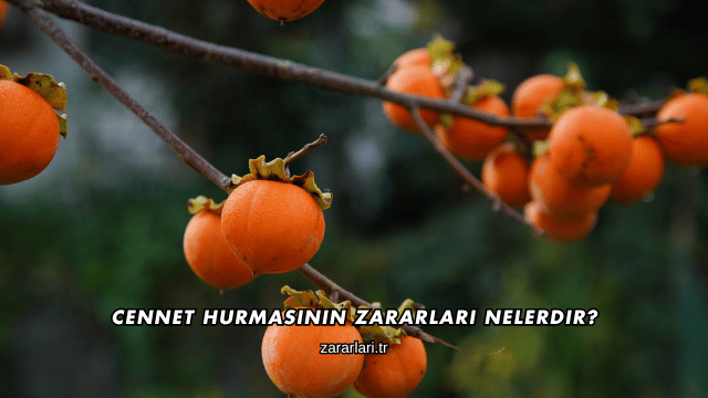 Cennet Hurmasının Zararları Nelerdir?