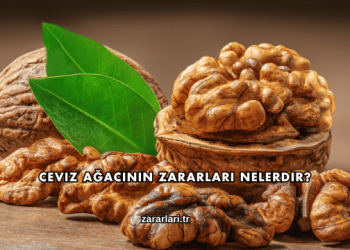 Ceviz Ağacının Zararları Nelerdir?