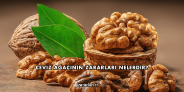 Ceviz Ağacının Zararları Nelerdir?