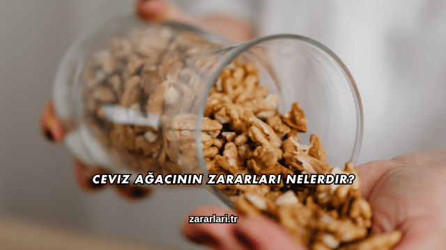 Ceviz Ağacının Zararları Nelerdir?