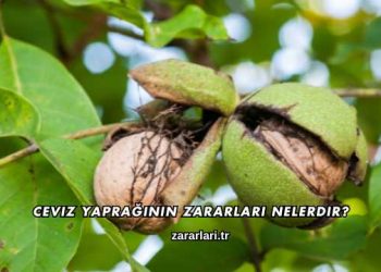 Ceviz Yaprağının Zararları Nelerdir?