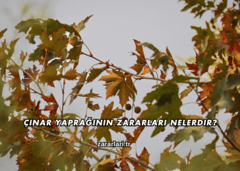Çınar Yaprağının Zararları Nelerdir?