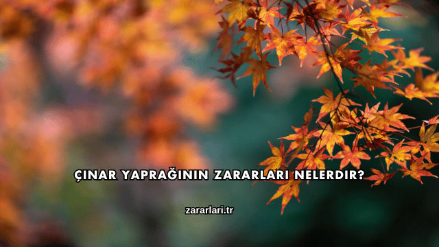 Çınar Yaprağının Zararları Nelerdir?