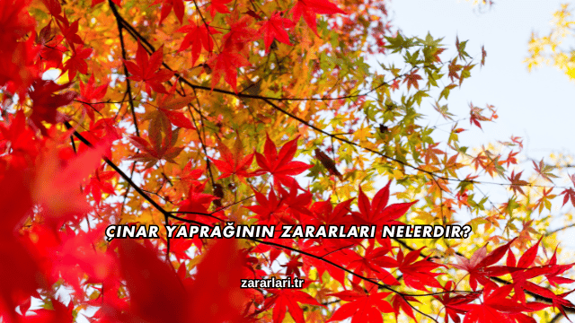 Çınar Yaprağının Zararları Nelerdir?