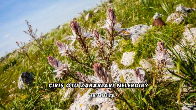 Çiriş Otu Zararları Nelerdir?