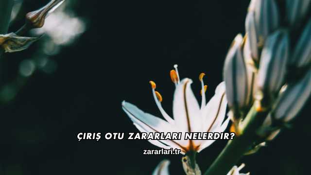 Çiriş Otu Zararları Nelerdir?