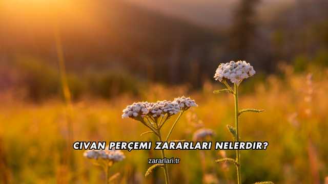 Civan Perçemi Zararları Nelerdir?
