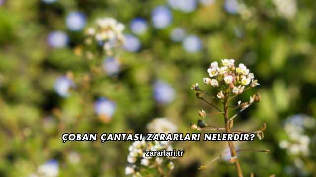 Çoban Çantası Zararları Nelerdir?