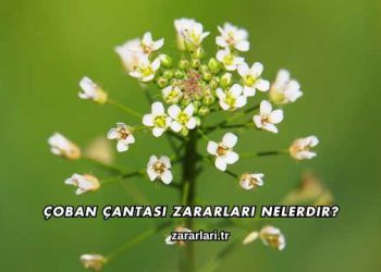 Çoban Çantası Zararları Nelerdir?