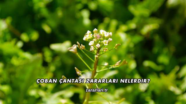 Çoban Çantası Zararları Nelerdir?