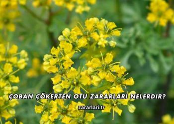 Çoban Çökerten Otu Zararları Nelerdir?