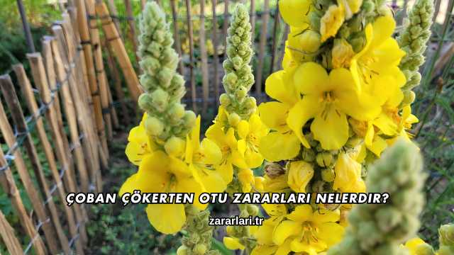 Çoban Çökerten Otu Zararları Nelerdir?