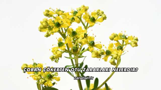 Çoban Çökerten Otu Zararları Nelerdir?