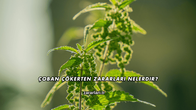 Çoban Çökerten Zararları Nelerdir?