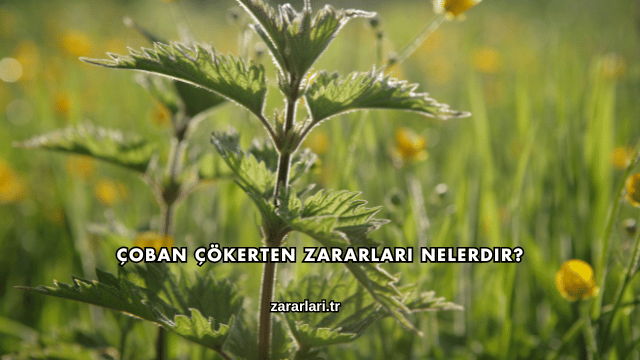 Çoban Çökerten Zararları Nelerdir?