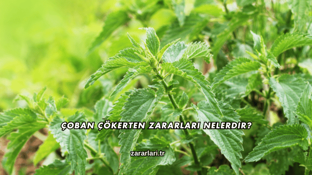 Çoban Çökerten Zararları Nelerdir?