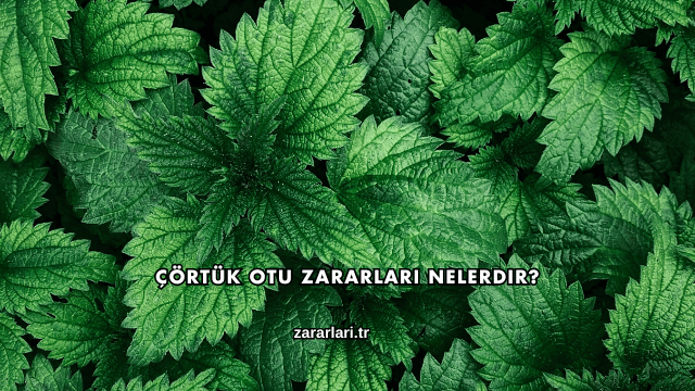 Çörtük Otu Zararları Nelerdir?